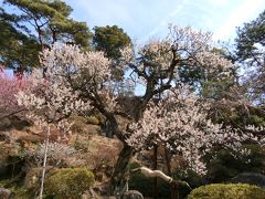 山梨へ！　その2　梅の花見に「不老園」へ。ＰＡＲＴ１　綺麗だったー！