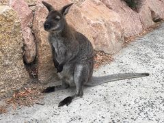 野生動物に会いにタスマニアへ①