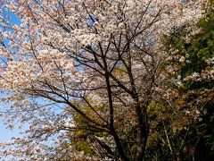 魚見桜　2019