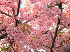 ふじみ野市鶴ケ岡中央通りの河津桜は満開になりました