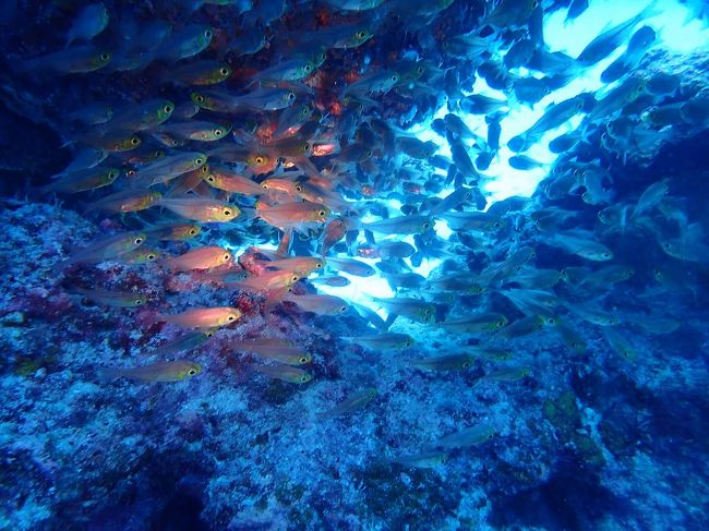 竹富島でのダイビングから移動して黒島へ。<br />例年より水温が高めの今年、スカシテンジクダイやキンメモドキの群れがいつもより多いそうで、その数に目を奪われました。<br />ランチは船の上で頂く担々麺風八重山そばとジューシー。みんなでわいわい楽しくおいしく！<br />午後はマンタ狙いでしたが現れずかわりにきれいなハナゴンべを観察したりして潜り倒しました。