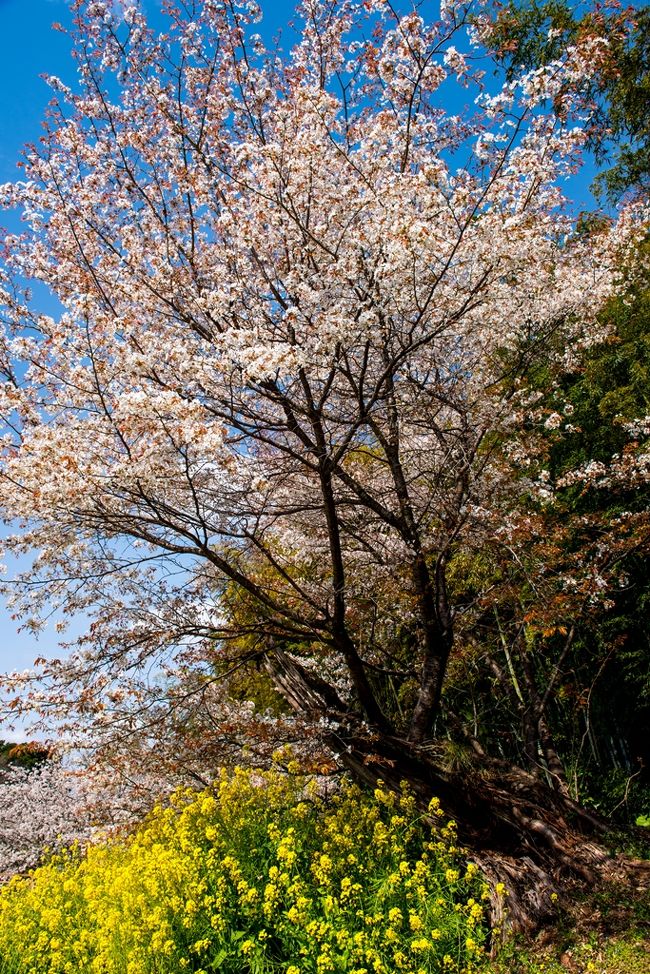 樹齢は400年を超えると言われている魚見桜、残念ながら平成3年の台風により幹が吹き折られ、朽ちてしまいました。今年朽ちた幹も伐採されましたが、接ぎ穂をした２世桜が育っており、見ごろを迎えています。