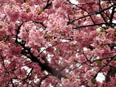 河津桜を見ながら ぶらり散歩