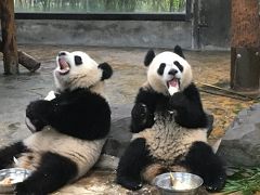 2019ジャイアントパンダ鑑賞記録　はじめての海外完全一人旅☆上海野生動物園に行ってきました２