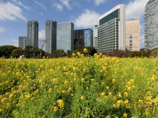 浜離宮の菜の花が、見頃を迎えているようなので、出かけてきました。<br />朝８時過ぎに自宅を出発し、都営地下鉄三田線、大江戸線と乗り継ぎ汐留から浜離宮に向かい、９時半前に浜離宮に到着となりました。<br />菜の花と梅を眺め、１０時４０分発の東京水辺ラインでお台場に抜け、自由の女神像とガンダムを写真に収め、帰りはゆりかもめで新橋経由で帰ってきました。