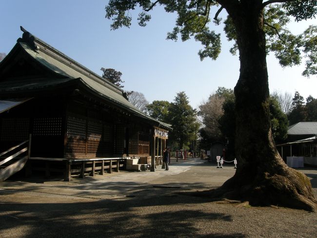 毎日の早朝ウォーキングコースの一部に、河津桜の並木があり、毎日、蕾から開花に至るさまを見ながら歩いていました。<br />昨日の早朝ウォーキングの際、ほぼ満開に近い開花状態になったので、家内に河津桜を見ながら歩かないかと誘うと、是非歩きたいとの返事で、即、河津桜並木を歩き、鷲宮神社に参り、野辺の花を見ながら歩くことにして、今日の早朝ウォーキングの代替えで歩くことにしました。<br />