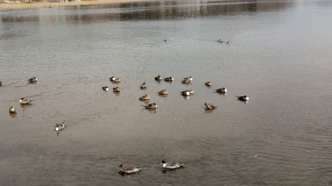 猪苗代湖には遊覧船乗り場があり、白鳥の形をした船に乗り、ゆっくりと遊覧できます。乗り場の近くには本当にたくさん（数百？）のカモ達がえさをもらいに集まってきます。餌を買ってあげると楽しいです。