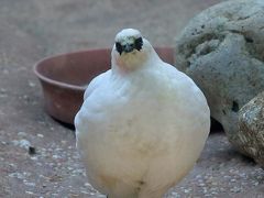 201９年３月野鳥撮影記録 　Ⅱ