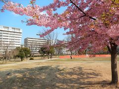 ふじみ野市福岡中央公園の河津桜は満開でした