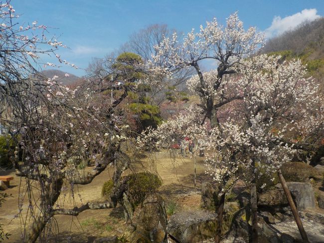 スキーの後に寄った不老園で梅の花見。<br />じっくりと楽しみました。<br />メインの小山に咲く多くの梅を楽しんだ後、不老園の日本庭園へ。<br />こちらは少し落ち着いた雰囲気で花見を楽しむことができました。