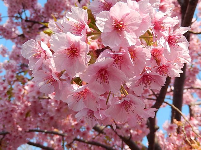 3月15日、午後2時半過ぎにふじみ野市鶴ケ岡中央通りの河津桜を昨日に続いて見に行きました。　昨日は午後4時半過ぎであったために河津桜の美しさを感じることでは物足りなかったのでより明るい時間に見に行くことにしました。<br />結果的にはより美しく感じて良かったです。<br /><br /><br /><br />＊写真は美しかった河津桜