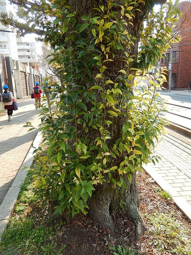 3月15日、午後3時頃にふじみ野市役所近くにあるふじみ野市のスダジイの並木を久しぶりに見ました。　このところの陽気で常緑樹の葉も美しく見られました。<br /><br /><br /><br />＊写真はスダジイの根本付近の枝