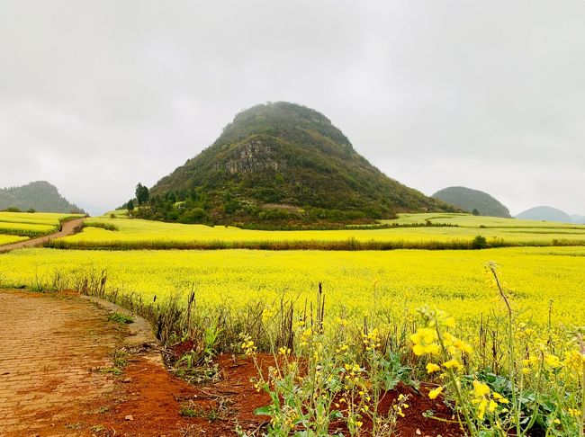 羅平に菜の花を、万峰林にカルスト地形を見に行きました。これは羅平の分です。