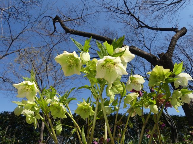 太田市の「ボタニックガーデン」に行ってきました。花の少ない時期ですが、クリスマスローズや水仙が咲いていました。その他小さな花々が咲いていますが、全体的には花のない時期が未だ続いています。入園料は、花の咲き具合や季節に依る差はないので、その時々によってコスパが変わります。<br />ここは、大型ホームセンター「ジョイフル本田・新田店」の敷地内に造られた英国式庭園です。約２万㎡の敷地に２０以上のガーデンルームがあり、四季折々の植栽を楽しめるのですが、バラが咲く時期が一番華やか（コスパが良い）です。<br />尚、名前の「アンディ＆ウィリアムス」は、この庭園をデザインした二人のデザイナーの名前です。<br /><br />旅行記作成に際しては、現地の説明板、ボタニックガーデンのパンフレット、ホームページなどを参考にしました。