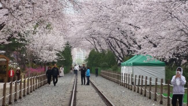 2019年3月28日(木)~30日(土)JTB旅物語<br />「春彩!!いいとこどり韓国桜めぐり3日間」に参加しました。その1日毎の旅行記です。主な日程は以下の通りです。<br />28日(木)成田空港第1ターミナル エア釜山にて 釜山へ <br /> 龍頭山公園の夜桜見物、国際市場 バリューホテル釜山2連泊<br />29日(金)鎮海市にて桜鑑賞 ◎余佐川橋 ◎広安里の◎桜街道散策 <br /> ◎海雲台「月見の丘」桜見学 免税店 カジノ体験<br />30日(土)自由行動 韓国食料品店 釜山発成田へ