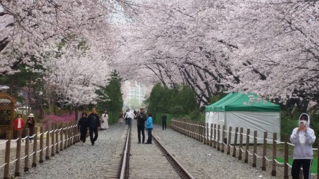 　2019年3月28日（木）～30日（土）JTB旅物語<br />「春彩！！いいとこどり韓国桜めぐり3日間」に参加しました。海外でお誕生日を迎えたいことと、桜が咲いているであろう温かい国ということで、ここを選びました。その1日毎の旅行記です。主な日程は以下の通りです。<br />１日目　28日（木）成田空港第1ターミナル　エア釜山にて　釜山へ　<br />            　　  　　 龍頭山公園の夜桜見物、国際市<br />                     　　バリューホテル釜山2連泊<br />２日目　29日（金）鎮海市にて桜鑑賞　◎余佐川橋　◎広安里の◎桜街道散策　<br />      　　　　　　　◎海雲台「月見の丘」桜見学　免税店　カジノ体験<br />３日目　30日（土）自由行動　韓国食料品店　釜山発成田へ　