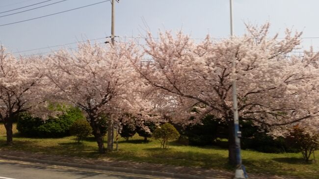 2019年3月28日(木)~30日(土)JTB旅物語<br />「春彩!!いいとこどり韓国桜めぐり3日間」に参加しました。その1日毎の旅行記です。主な日程は以下の通りです。<br />28日(木)成田空港第1ターミナル エア釜山にて 釜山へ <br /> 龍頭山公園の夜桜見物、国際市場 バリューホテル釜山2連泊<br />29日(金)鎮海市にて桜鑑賞 ◎余佐川橋 ◎広安里の◎桜街道散策 <br /> ◎海雲台「月見の丘」桜見学 免税店 カジノ体験<br />30日(土)自由行動 韓国食料品店 釜山発成田へ
