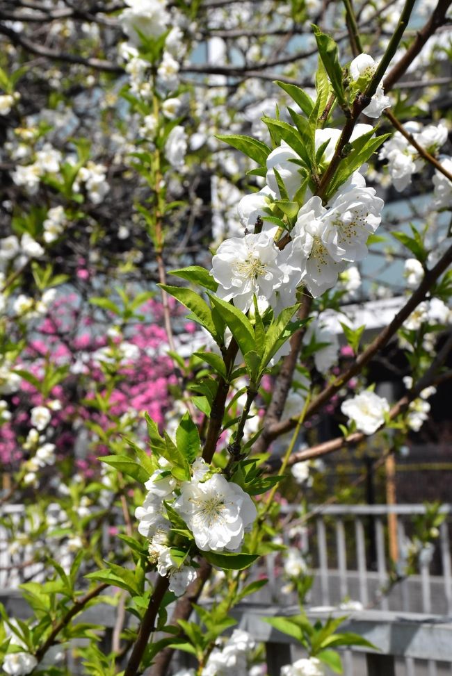 二ヶ領用水（にかりょうようすい）に沿って、中原（上家内橋）から武蔵小杉まで1.6kmを歩きます。<br />前回訪れた2月26日から2週間が経ち、3月中旬になると春の花「花桃、寒緋桜、大寒桜、河津桜など」が咲き、美しい彩りになります。<br />天気がいいので2日間訪ねます。午前と午後の日射しが春の花を違った表情にしてくれます。<br /><br />平成31年（2019）3月24日（日）には「中原 桃まつり」が開催されます。<br /><br />なお、旅行記は下記資料を参考にしました。<br />・団塊おやじの趣味ブログ「中原区の春咲桜」<br />・GKZ植物事典「ヤグチモモ」<br />・NHKみんなの趣味の園芸「サンシュユ」<br />