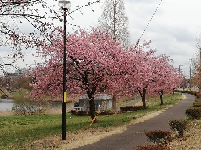 茨城県で河津桜を探してるがなかなか思うようには進んでない。<br />そもそもなんで茨城なのという疑問は?<br />単純に今の仕事が茨城県を回る仕事なので、ついてにさがしてるからということです。<br />できることならある程度まとまって咲いてるところがとおもってるが、検索で見つけたのがフラワーパークと取手市市役所でした。<br />他にもあればいいな~ぁという思いでいます。<br /><br /><br />表紙でつかつたのは<br />ひたちの西4町目付近の公園です