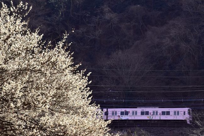 梅の花の中を走る京王電鉄9000系（サンリオラッピングトレイン）の風景を探しに、高尾梅郷に訪れてみました。