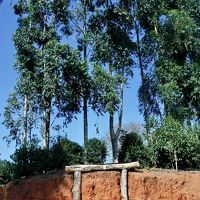 世界中からバイヤーが集まる、最高品質のブラジル珈琲豆を産出する地：Carmo de Minas（ミナスジェライス州／ブラジル）#1