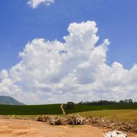 世界中からバイヤーが集まる、最高品質のブラジル珈琲豆を産出する地：Carmo de Minas（ミナスジェライス州／ブラジル）#3
