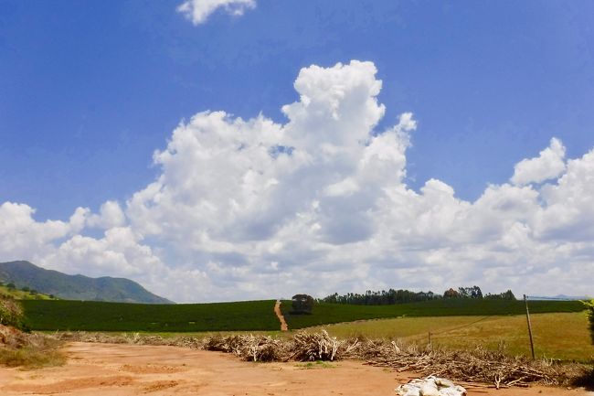 ブラジルコーヒーは、世界のアラビカ種のコーヒー生産高の３割以上を占めています.....といわれる中、ブラジルコーヒーは、不味い！兎も角、雑味がひどく、苦いだけ....一大生産地でどうしてこんな事が起きるのか.....<br /><br />なぜなら......コーヒーがこれだけ収穫される国で、ある意味、コーヒーなんぞは、ブラジル人にとって、水みたいなものだから。<br /><br />......高いお金を払って飲むようなものという感覚は一切ないから。<br /><br />もう本当に、バールで一杯、道端で一杯.....余りにも一般に根付き過ぎています。<br /><br />あのマクドナルドでさえ、ブラジルでは、ドリップコーヒーを出すのは、午前中の朝マック時のみ.....午後からは、機械が片付けられてしまい、マックのカフェが飲めなくなってしまいます。<br /><br />しかも、この国のコーヒーの飲み方は、「エスプレッソ・スタイル」なんです.......<br /><br />......日本も含め、世界中で一般的なコーヒーの飲み方は、ご存知のように「ドリップ・スタイル」。コーヒーカップにたんまり淹れる飲み方です......この国に住んでいると、あの日本で飲めるような（ちょっと薄いけど）美味しいコーヒーをガブ飲みしたい衝動に駆られる時があります......笑）<br /><br />......コーヒーに対する考え方や飲み方まで異なる国の生産者たちが、世界の主流のドリップコーヒー市場（つまり、消費側）の要求に応えられる訳がございません......だって、ブラジルのお百姓さんがそんな世界の潮流を知る由も無いし......普通に作っていたら国内だけで十分売れるし....みたいな...<br /><br />なので、これまで.......ブラジルのコーヒーは......総じて品質悪いので、輸出では買い叩かれまくって来た歴史が長く続きました。<br /><br />ところが、この数年、ミナスジェライス州にある《カルモ・デ・ミナス》と呼ばれる地域のコーヒー豆が、世界中の業界関係者からの注目を浴びています。<br /><br />ここも以前は、安かろう、悪かろうなコーヒー豆を生産していた時代があるのですが、生産者たちの世代交代が進み、欧米の生活や文化に触れた、2代目、3代目たちが、世界の潮流に目覚め、一念発起、真剣に、手を掛け、味を追した「スペシャルティ・コーヒー」と呼ばれる品質の高いコーヒーを作り始めました。<br /><br />そのおかげで、この《カルモ・デ・ミナス》で作られたコーヒーを買い付ける為に、この人口2万人弱ほどの小さな町に、スターバックスを始め世界の名だたる企業のコーヒーバイヤーたちが集まってきています。<br /><br />そんなブラジルの田舎町のご紹介～！