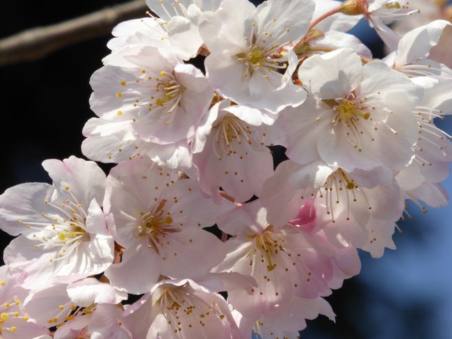 2019　桜散歩（大船フラワーセンター：玉縄桜・春めき・オカメ・啓翁桜・敬翁桜・寒緋桜・大寒桜）