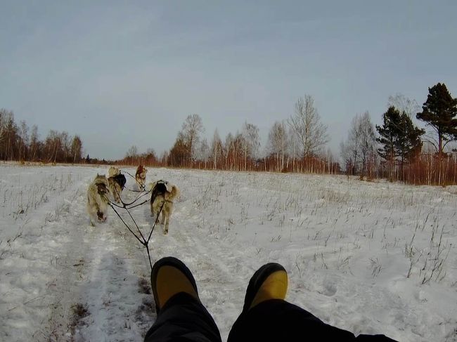 シベリアで青い氷を見る旅　#4【犬ぞり編】