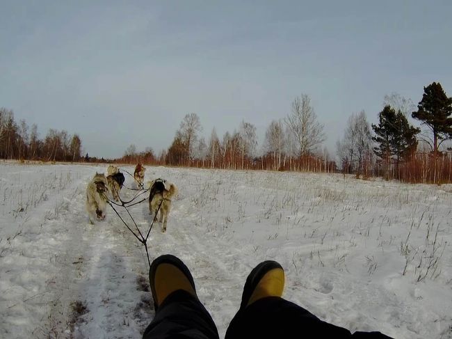 シベリアで青い氷を見る旅 4 犬ぞり編 イルクーツク ロシア の旅行記 ブログ By トナクさん フォートラベル
