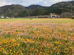 祝！クラウドでことしもやります。松崎町の田んぼの花畑2019