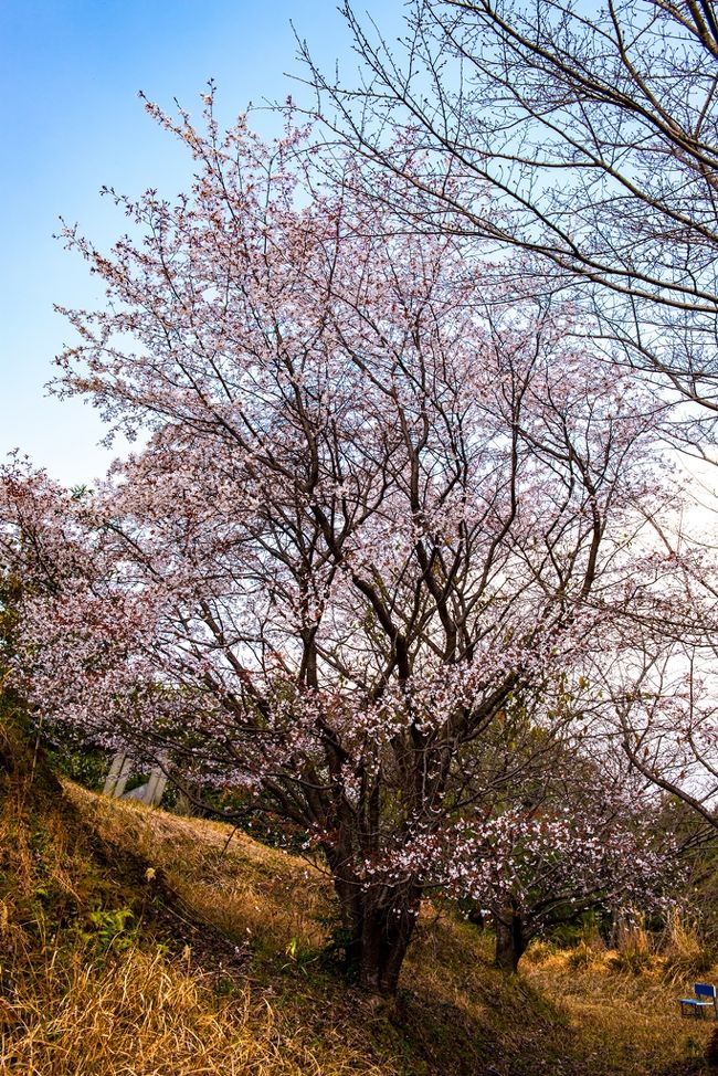 　春の到来を告げる山桜がそろそろ開花しているのではと宇佐市内の山や寺を歩いてみました。<br />　山桜はまだ少なかったが、サンシュユやツツジを見ることができました。