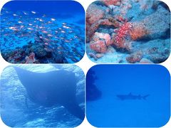 石垣島２０１９春（８）竹富島・黒島ダイビング：小さい生き物から大物のサメ、マンタまでめまぐるしく