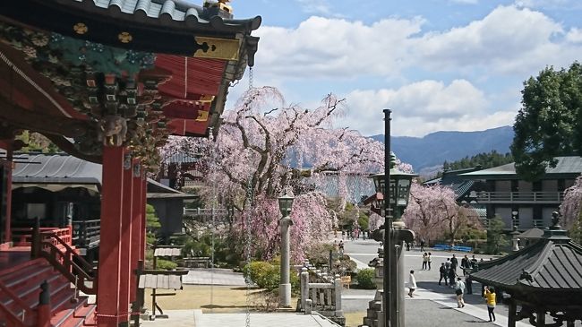 自家用車がないと行きにくい身延山、<br />久遠寺の枝垂れ桜と<br />塩山の慈雲寺のイトザクラ観賞へ<br />2か月ぶりに日帰りバス！<br /><br />桜を訪ねる旅って難しい。<br />長期予報をみて、賭けるしかない（笑）<br />満開日がわかったころには予約が入らないですもんね…<br /><br />今年初めの桜はまずまずの結果！<br />慈雲寺は開花？まだまだでしたが、<br />身延山は全山桜色でしたー。<br /><br />次のお花見は31日～4日、近江の桜。<br />が、12月の予想より遅いみたい…<br />そのうえ、今週末は寒の戻り？？<br /><br />本日は15864歩