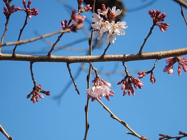 3月18日、午後3時頃にふじみ野市西鶴ケ岡地区を散策し、ビバホームバス停横のソメイヨシノが開花しているのを目撃しました。　毎年、一般のソメイヨシノより数日前に咲いている桜です。<br /><br /><br /><br />＊写真は3月18日午後3時に目撃したソメイヨシノの開花