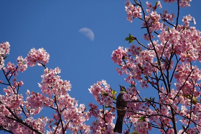 三ッ池公園の桜は日本さくらの会によって「さくら名所１００選」に選ばれている神奈川でも屈指の桜の名所だ。<br />78品種およそ1600本の桜が少しずつ時期をずらして花を咲かせる。<br />先ずは早咲きの桜から。<br />椿寒桜、修善寺寒桜。大寒桜、寒緋桜、オカメ、河津桜など<br /><br />馬場花木園では、春の花が。<br />カタクリ、トサミズキ、雪割草、ハナモモ、河津桜<br /><br />おまけ<br />馬場赤門で吊るし雛