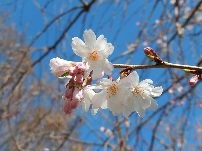 3月18日、午後2時頃にふじみ野市亀久保西公園をその後の冬桜の開花状況を調べるために訪問しました。　今回は今までと違って今まで開花している花の数が少ない樹木でかなりの開花が見られました。　逆に今まで開花している花の数が多かった樹木では開花している花の数は少なかったです。　今回、かなりの開花が見られた花の色はピンク色のものはほとんどなく、白色が殆どでした。<br /><br /><br />＊写真は新しく開花した冬桜