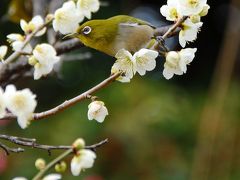 今年も山田池公園の梅園へ！Part.2