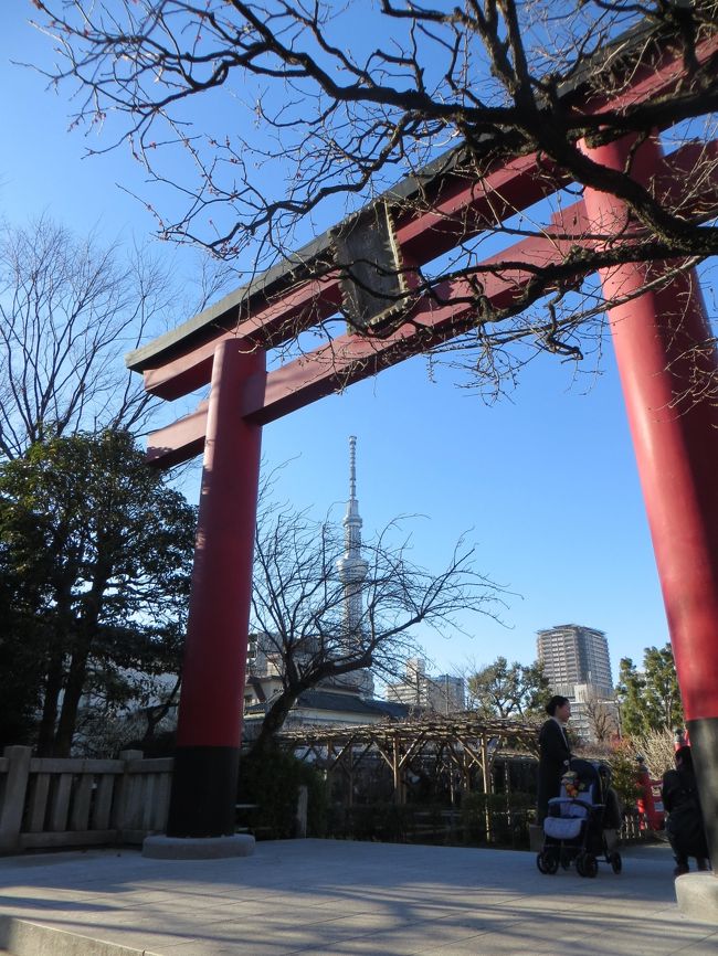 そもそも江東区の亀戸には<br />江戸時代から伊勢屋彦右衛門という人の <br />別荘があって そこには<br />梅の木が沢山植えてあったそうです <br />そのため 梅屋敷と呼ばれていました <br />そんなエリアです<br /><br />ある時 水戸藩の水戸光圀が 梅屋敷を訪れ <br />その中の一株の梅が <br />まるで龍が地を這うように咲いていたので <br />臥龍梅と命名したことから<br />江戸時代には すでに <br />行楽地として有名になっていた亀戸<br /><br />ところが 明治43年(1910)の水害により <br />梅屋敷の梅すべてが <br />枯れてしまって 結局 廃園に (¯―¯٥)<br /><br />そんな亀戸にある天神様は <br />いまは藤の花ですっかり有名ですが <br />梅もけっこう頑張っていました<br /><br />