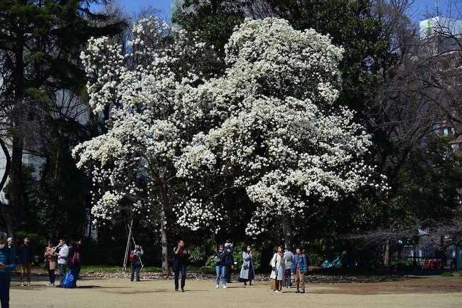 サクラはまだかいな？と今日も新宿御苑を訪ねてみました。<br />暖かくなると日々草花の芽吹きと開花が日増しに増えますね。<br />ここ新宿御苑は海外のお客さんも多く特に春先はサクラ目当てに大勢のお客さんが押し寄せますね。<br />さて、ソメイヨシノはまだまだ固いつぼみばかりでしたが寒桜はチラホラです。<br />今日は新宿門入口近くに咲く白モクレンが満開でした。