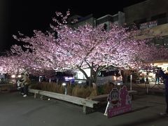 河津桜&#127800;