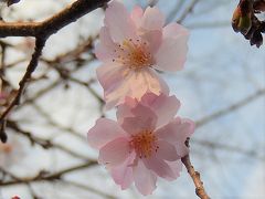 久しぶりに西鶴ケ岡地区にある十月桜を観察しました