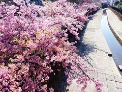 京都★女１人旅～早咲きの桜めぐり～