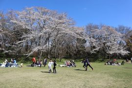 佐倉市散策（５０）・・日本百名城、佐倉城址に咲く1,100本の桜を訪ねます。