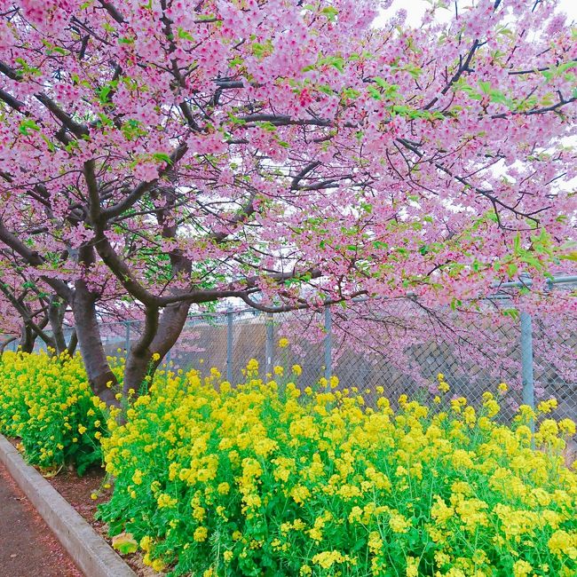 三浦海岸桜まつりへ行って来ました。<br />もう終わり掛けに行きましたが菜の花も河津桜も綺麗に咲いていました。<br /><br />食事をとった海岸沿いの「漁火亭」もとっても美味しかったです。