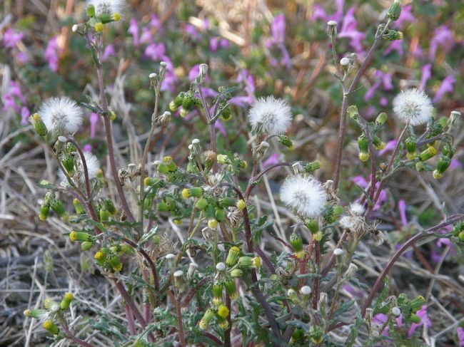 桜の開花宣言が話題になっている昨今、山野でも野草が少しづつ目を出し、花を付ける季節となってきたので、今朝の早朝ウォーキングコースで野草中心に楽しんできました。