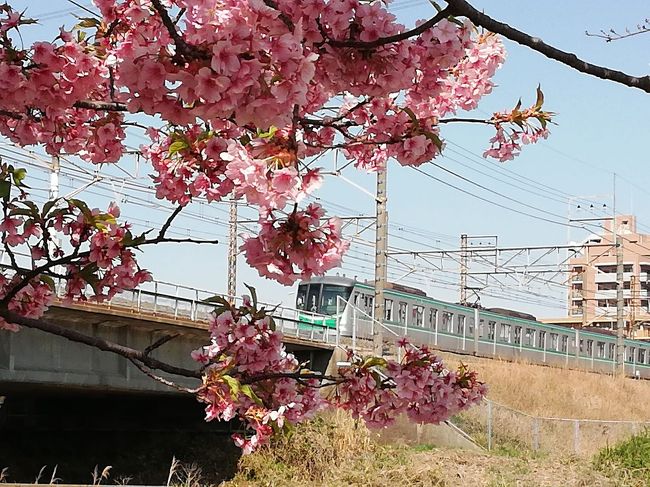 電車と桜のコラボ狙ってみました。<br />デジカメよりも最近ははスマホで写真を撮る機会が多いのでデジカメで挑戦したみたがまあ難しい。カメラでまともに取れないのになんと無謀な挑戦だったのかおもい知らされただけでした。<br />次回はデジカメで挑戦しようと思ってます。<br />