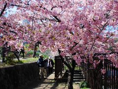 淀水路の河津桜が見頃になって来たと聞いて！