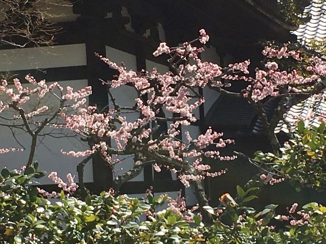 もうすぐ桜が咲く季節ですが、その前に梅を楽しみましょう。<br />梅は紅や白と色とりどりで、香りもよいのが魅力です。<br />そこで、関西出張にかこつけて、梅の名所が多い京都に足を伸ばしました。<br />京都で梅と言えば、北野天満宮が有名ですが、半日で回るにはちょっと遠い。<br />今回は地下鉄で行ける範囲で、穴場の観梅スポットに行きました。