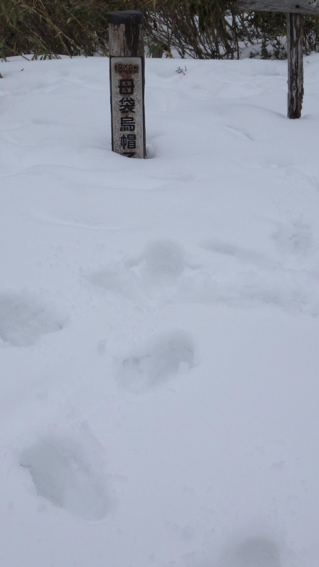 スノーシューで歩きたくて、母袋烏帽子岳に来ましたが、登山口のスキー場は雪が無く今季閉鎖。林道も雪は無く登山道分岐付近から一面白くなってきました。でもスノーシューを履くほど深くなく、ツボ足で山頂まで